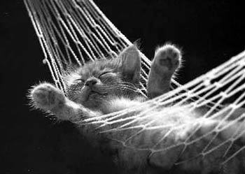 Tp chou