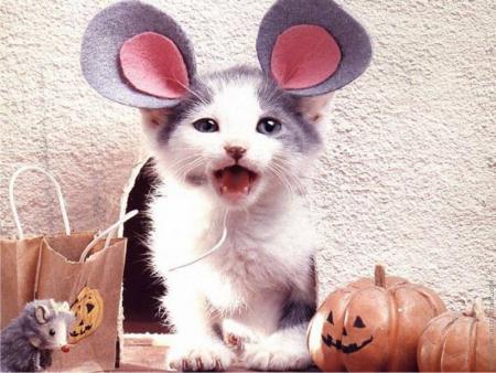 Souris