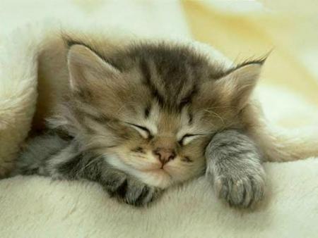 Chaton