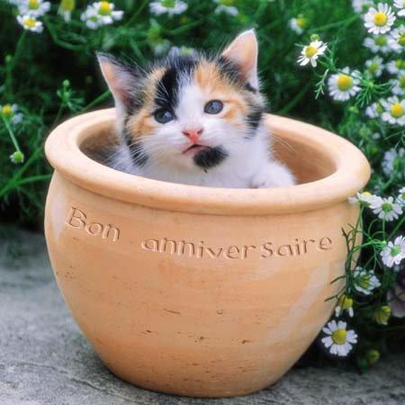 Joyeux aniversaire