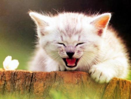 Chat