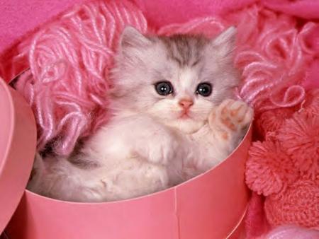 Chaton ts chou